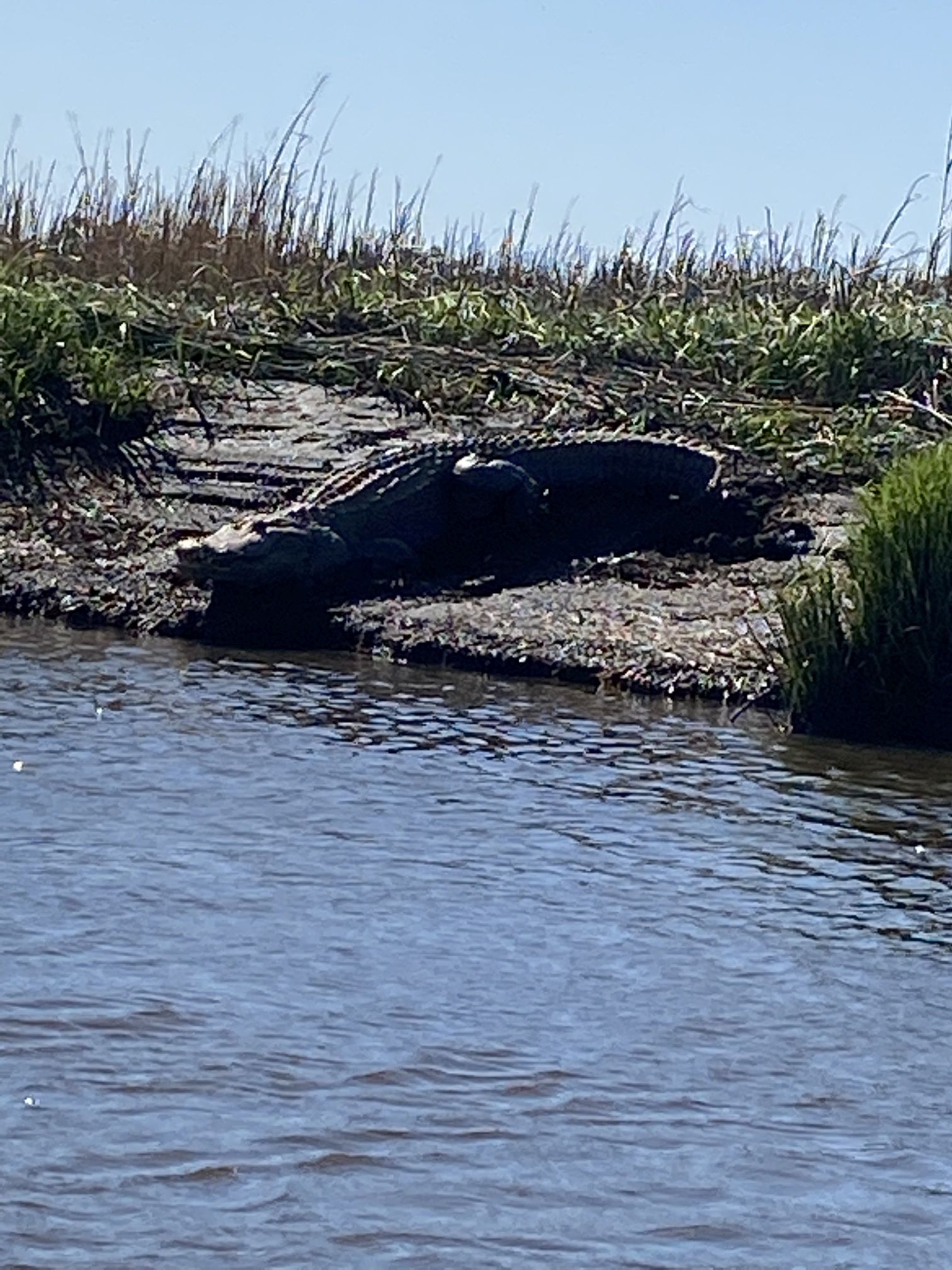 Gator