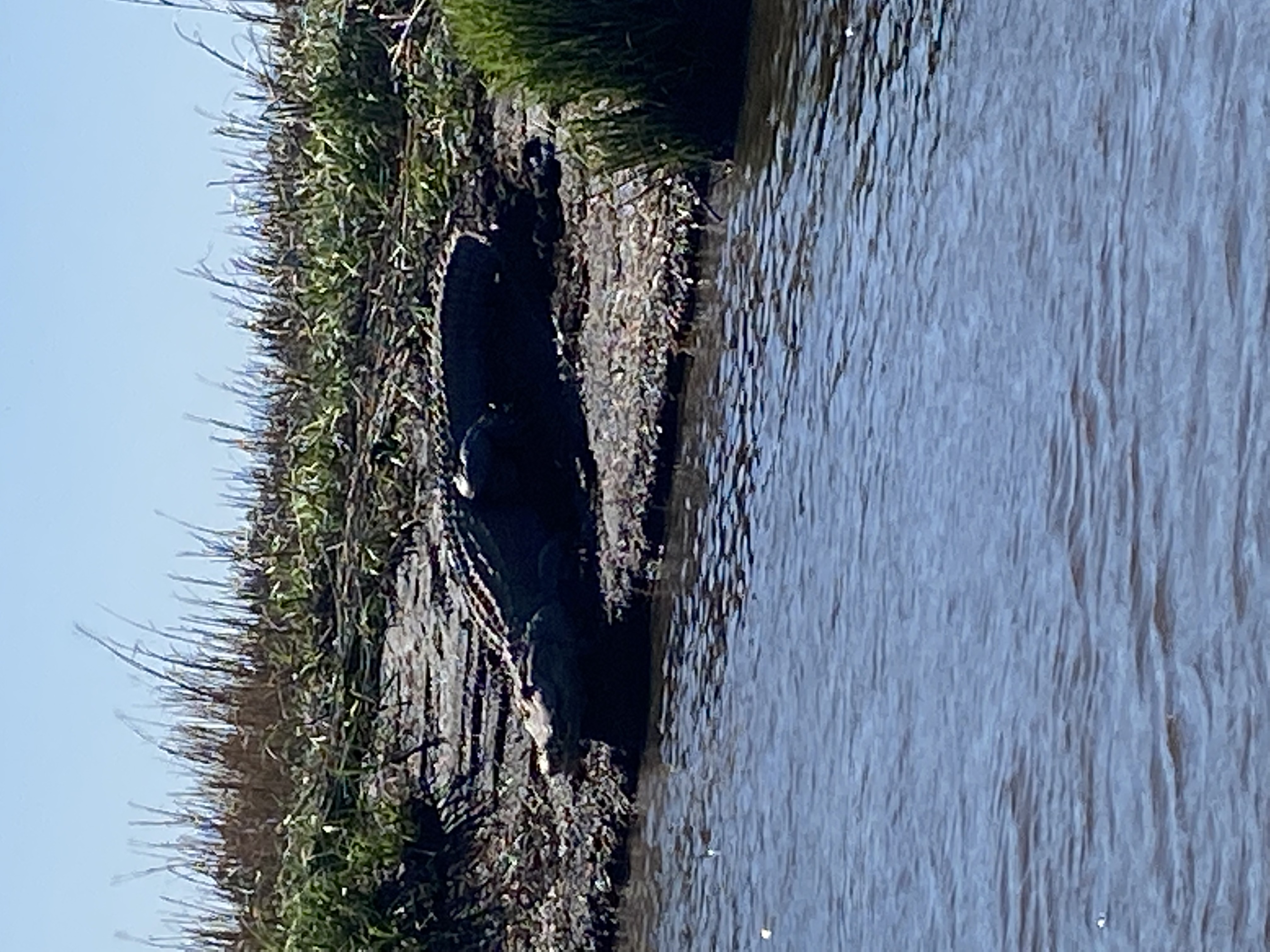 Image2